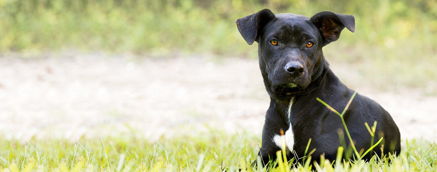 Dog Names Meaning Brave Popular Male And Female Names Wag 